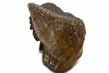 Fossil Woolly Mammoth Upper M Molar - Poland #337183-2